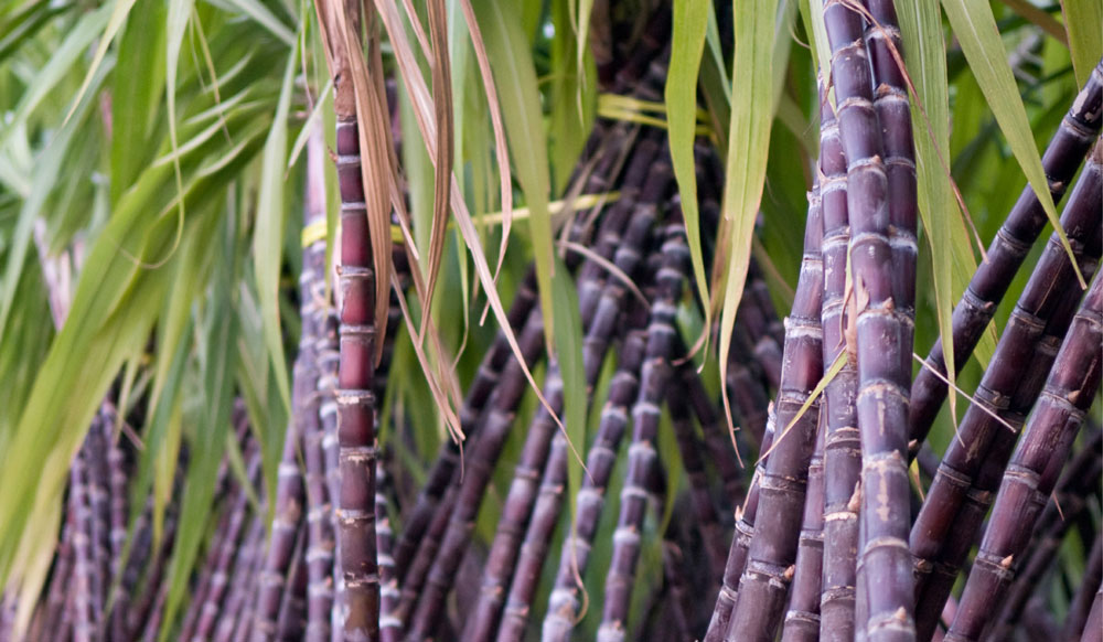 sugarcane was the origin of candy