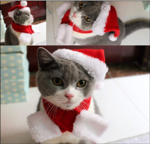 Christmas ideas for pets - cat hat