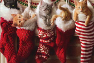 Cute Christmas Kittens