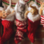 Cute Christmas Kittens