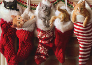 Cute Christmas Kittens