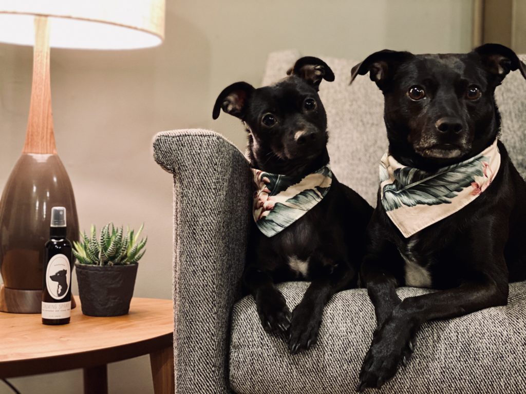 two dogs sitting on a sofa